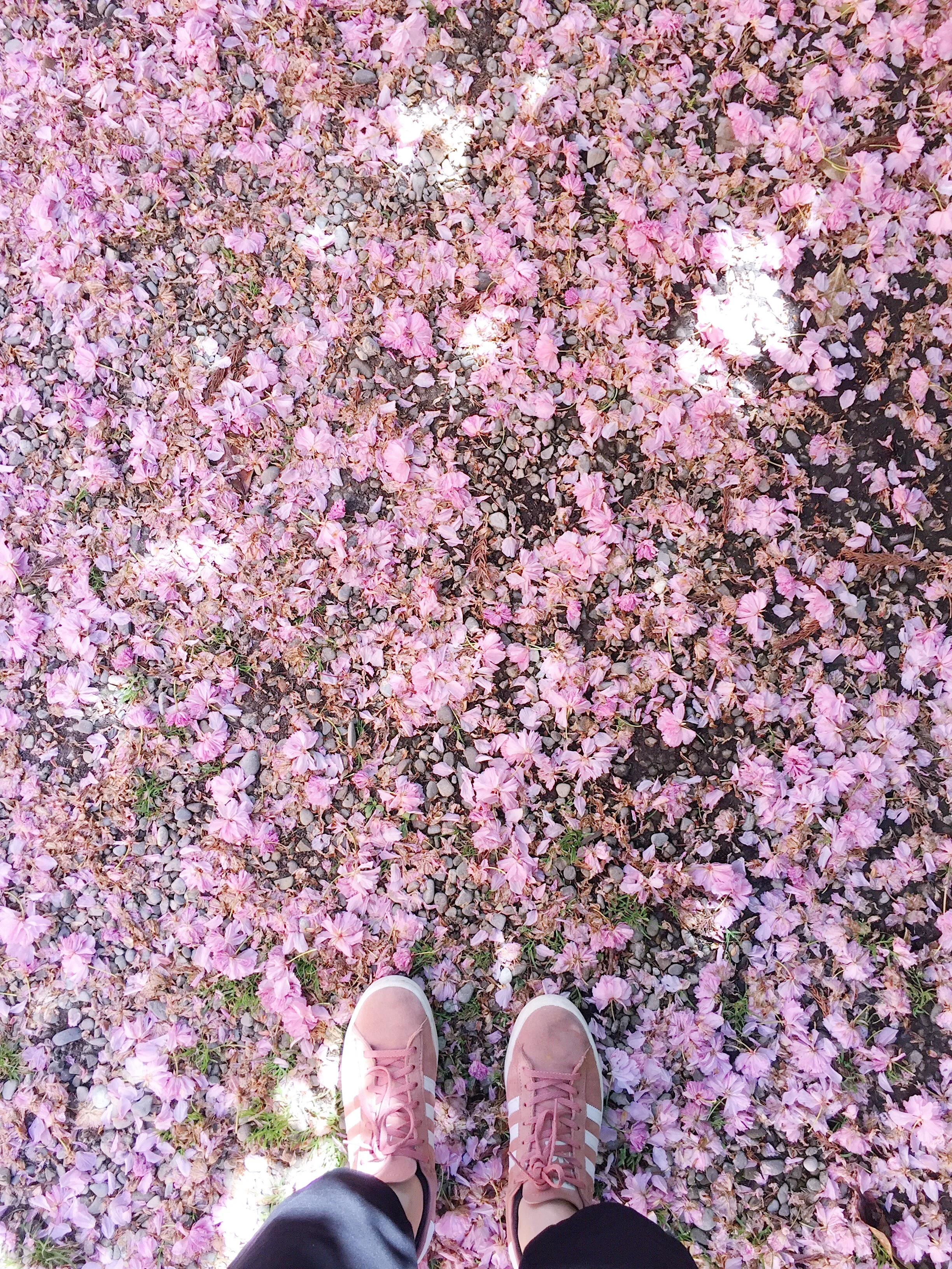 Blossoms3.JPG
