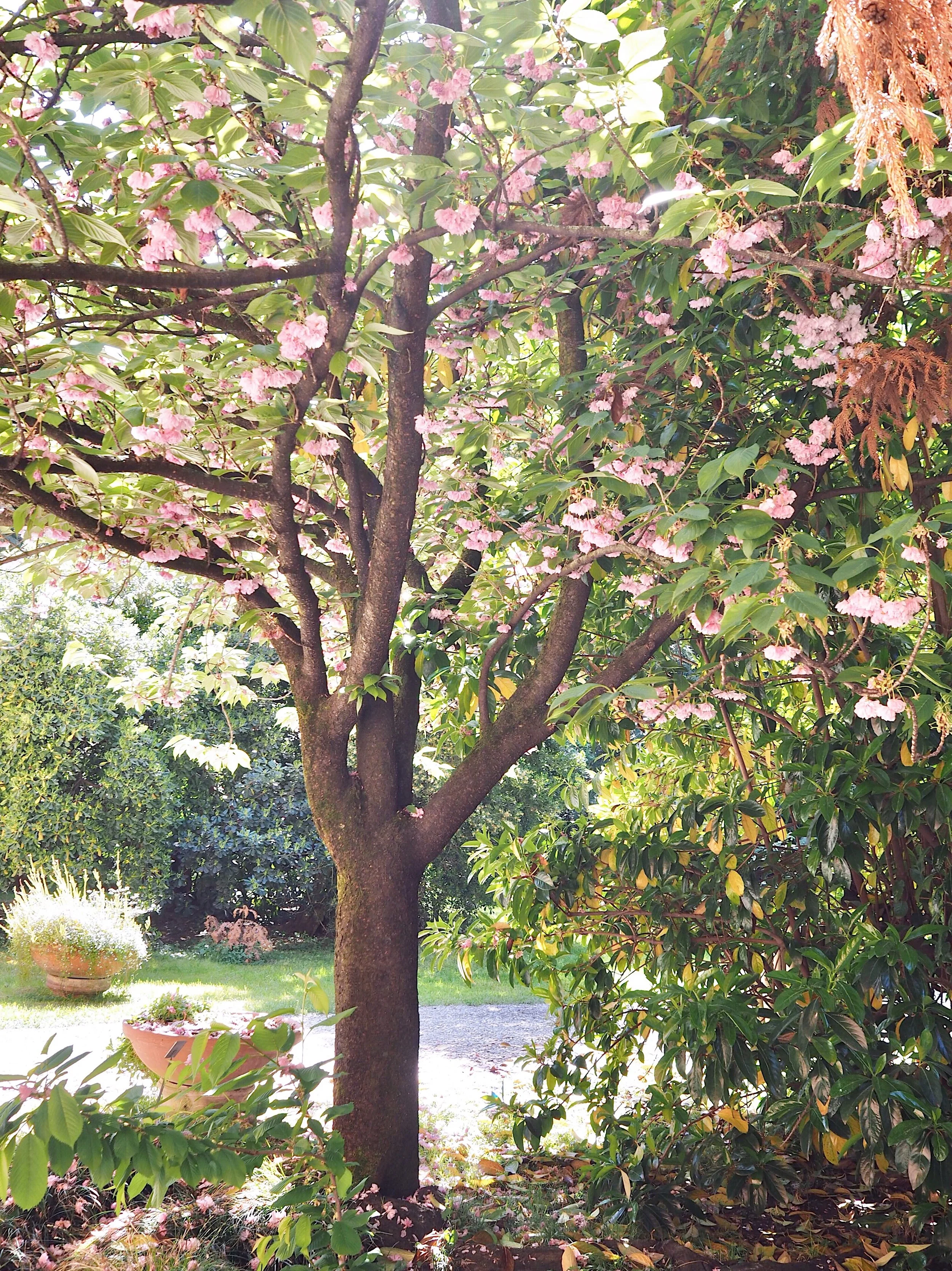 Blossoms2.jpg