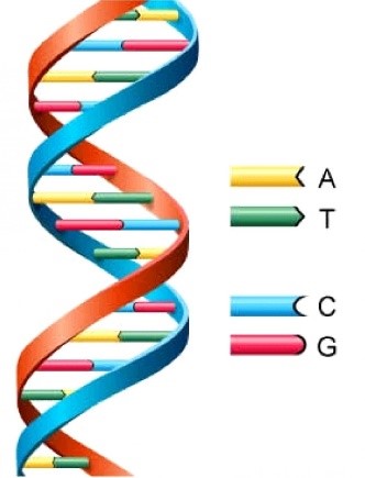 Figure 1.&nbsp;Double-stranded DNA is typically in the form of a double helix and is made up of a unique pattern of four nucleic bases (ATCG).https://s-media-cache-ak0.pinimg.com/236x/66/9d/b2/669db24d96259566dcb6d6cfea0ddc86.jpg