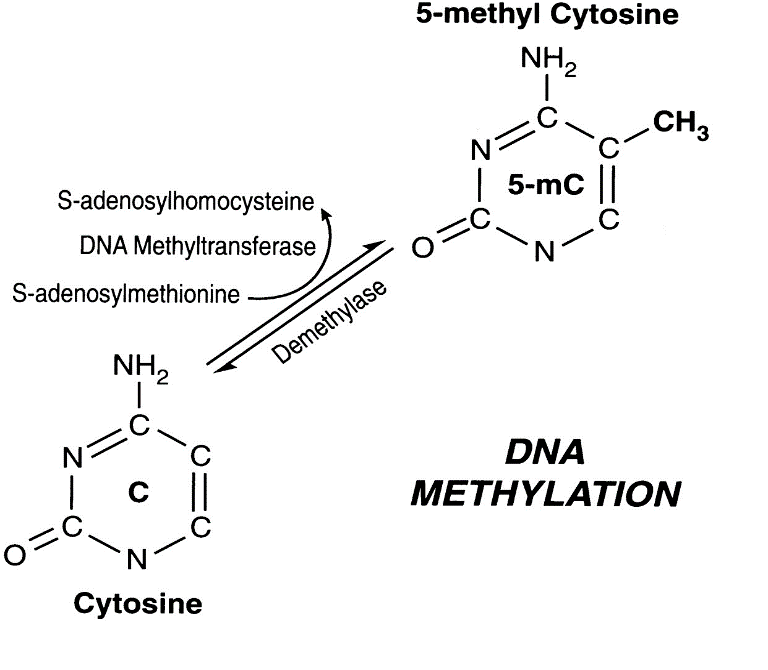 Figure 2. Interconversion between cytosine and 5-methyl cytosine (Singal &amp; Ginder, 1999).