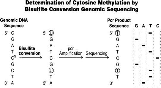 Figure 3. &nbsp;Bisulfite conversion enables differential sequencing of methylated and unmethylated cytosine (Weisenberger, den Berg, Pan, Berman, &amp; Laird, 2008).