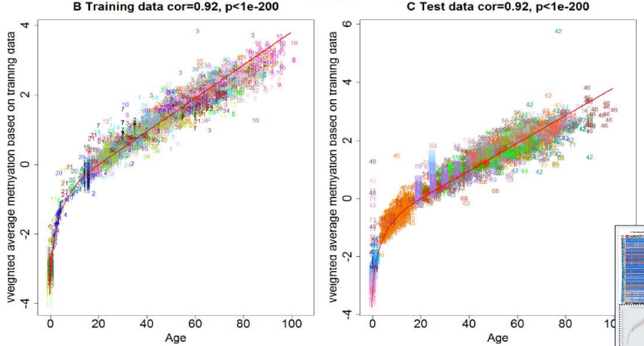 Horvath’s calibration curve begins exponentially between embryonic stages and adulthood and then increases linearly (Horvath, 2013).