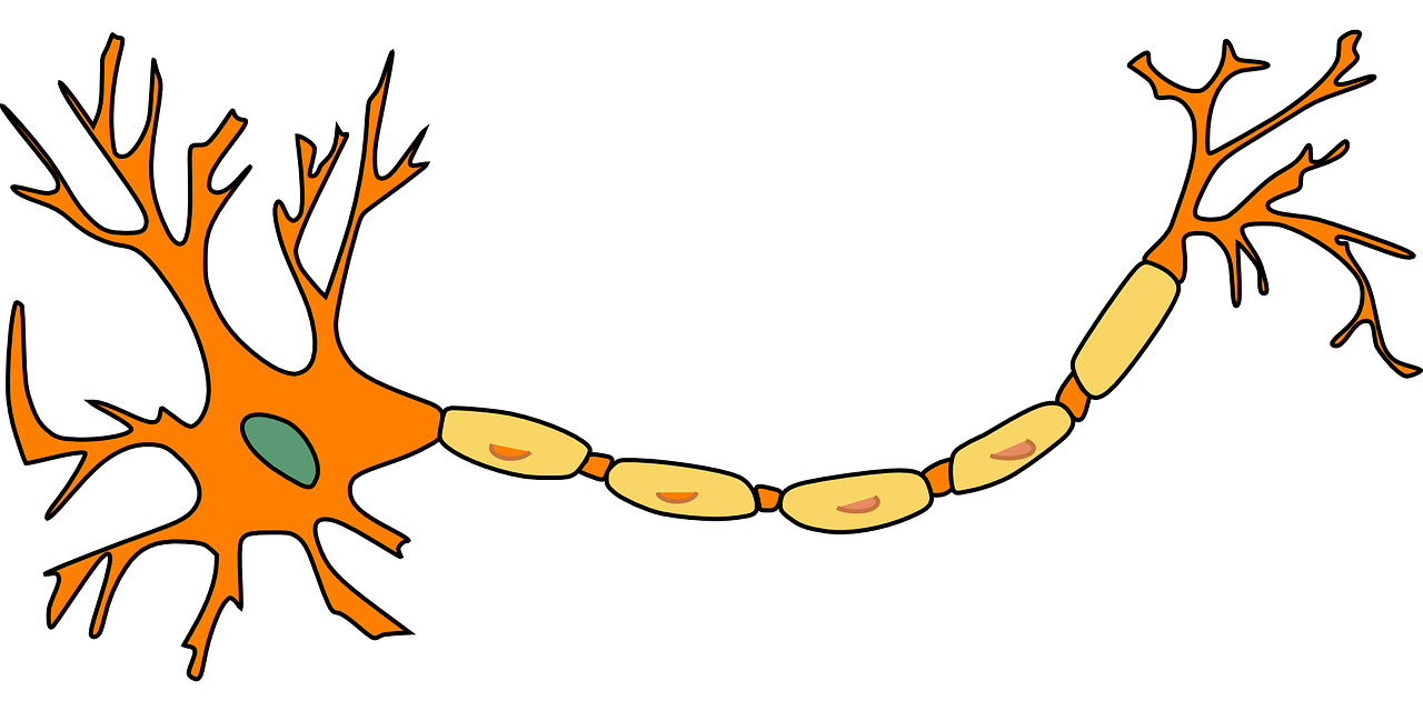 Figure 1. A neuron, where the larger part to the left is the soma and the yellow areas represent the myelin sheath protecting the axon.