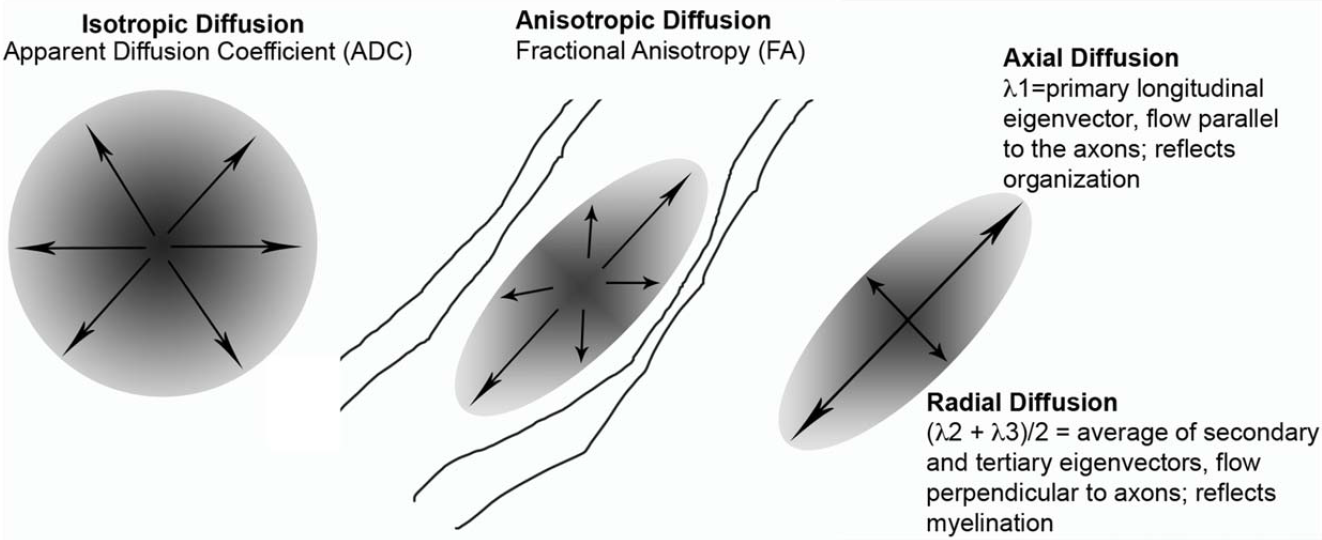 Figure 2. From Karlsgodt et al. 2012. A visual representation of what we can measure with data collected through DTI.