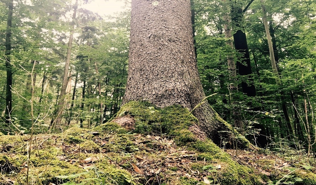 Heilsames Wandern im Odenwald - mit Klang