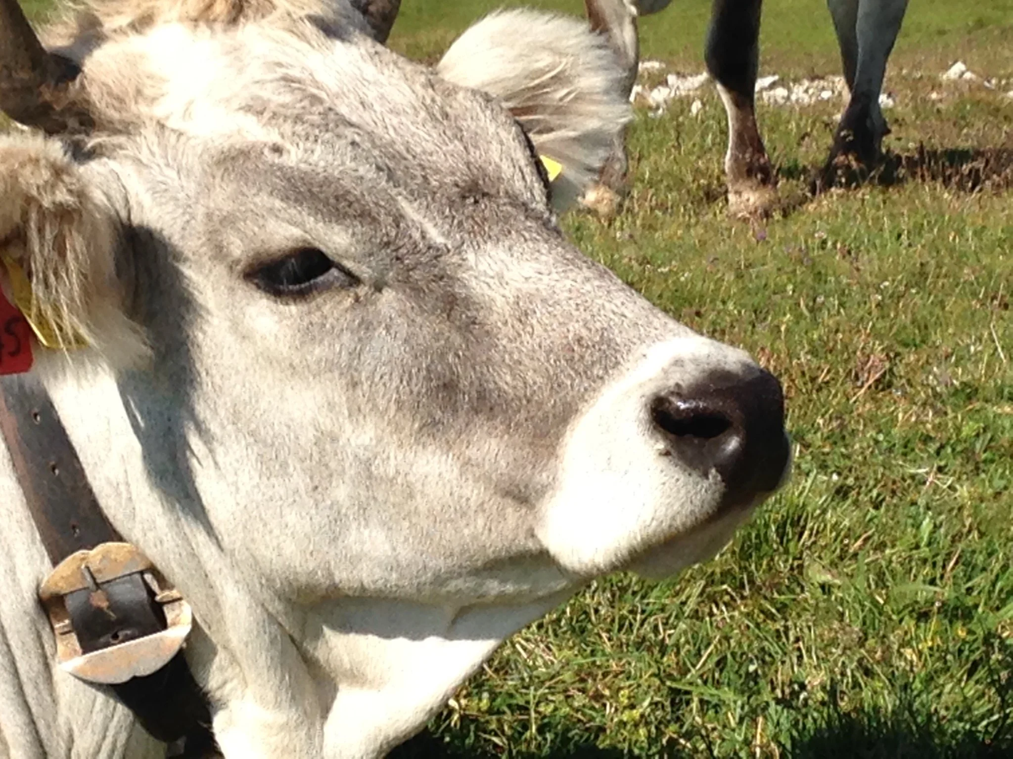 " Yoga, Wandern und Ayurveda im Allgäu 2026"