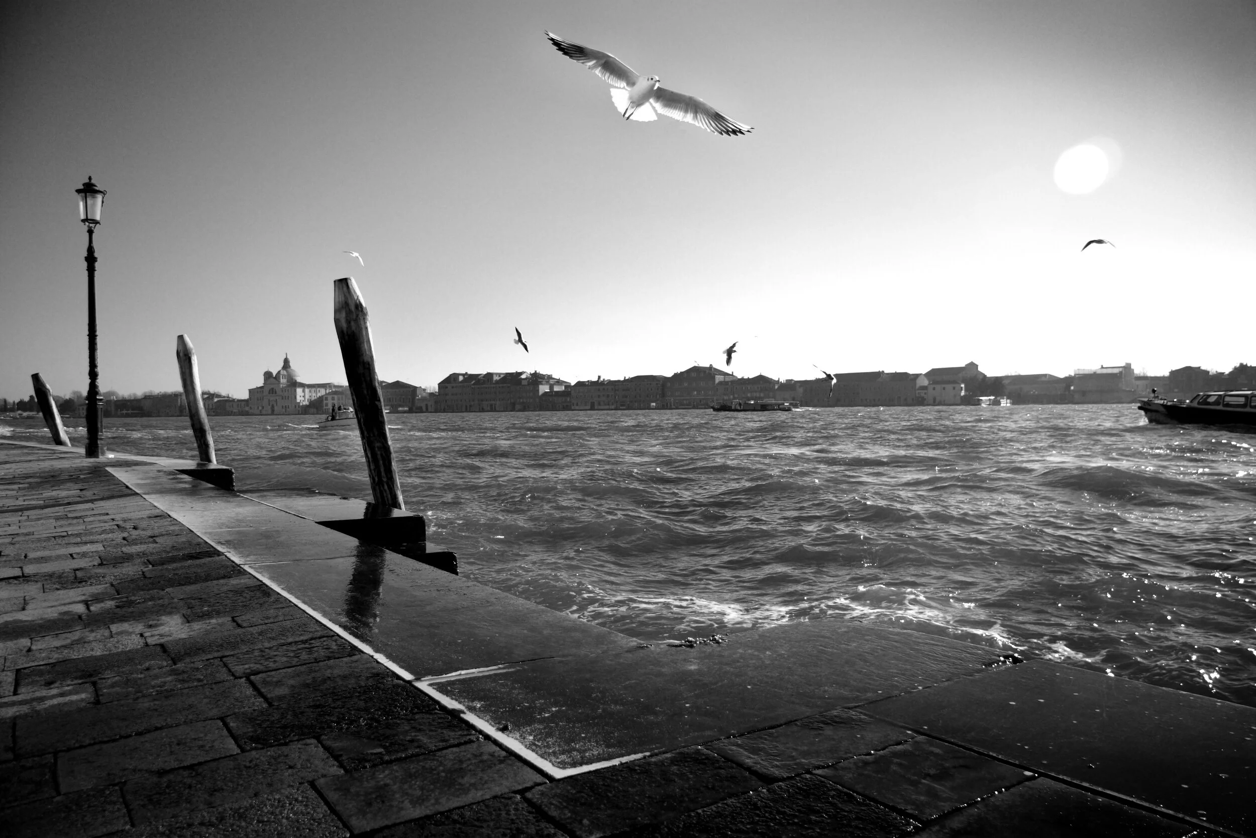 Seagulls4-B&W.jpg