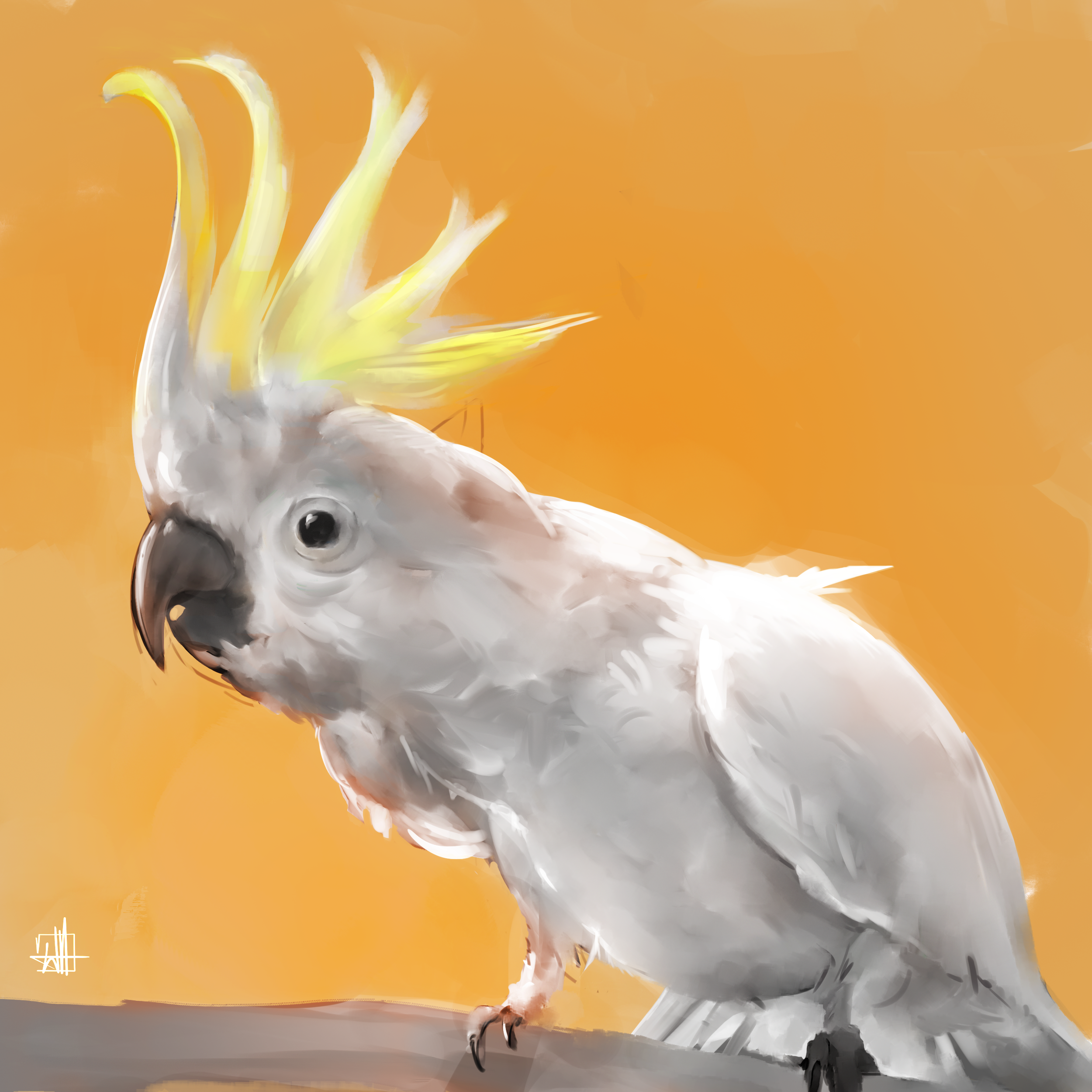 WH_04.30.18_cockatoo_01.png