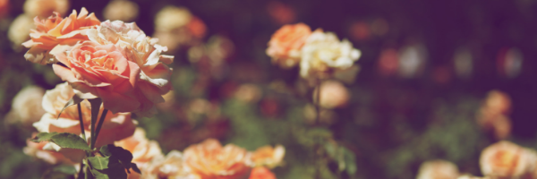 Rose-2.png
