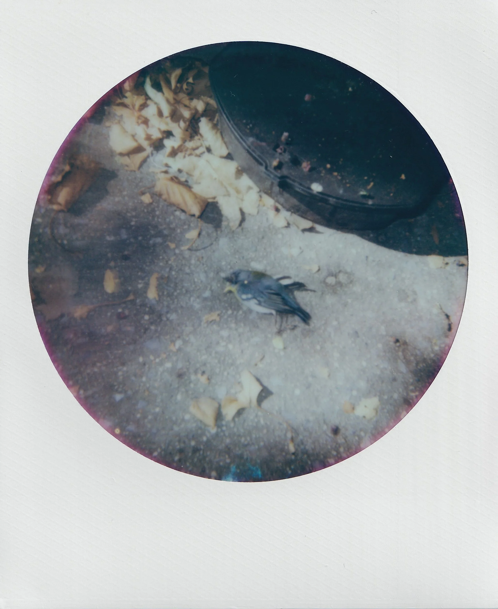  september 2025, 600 film 