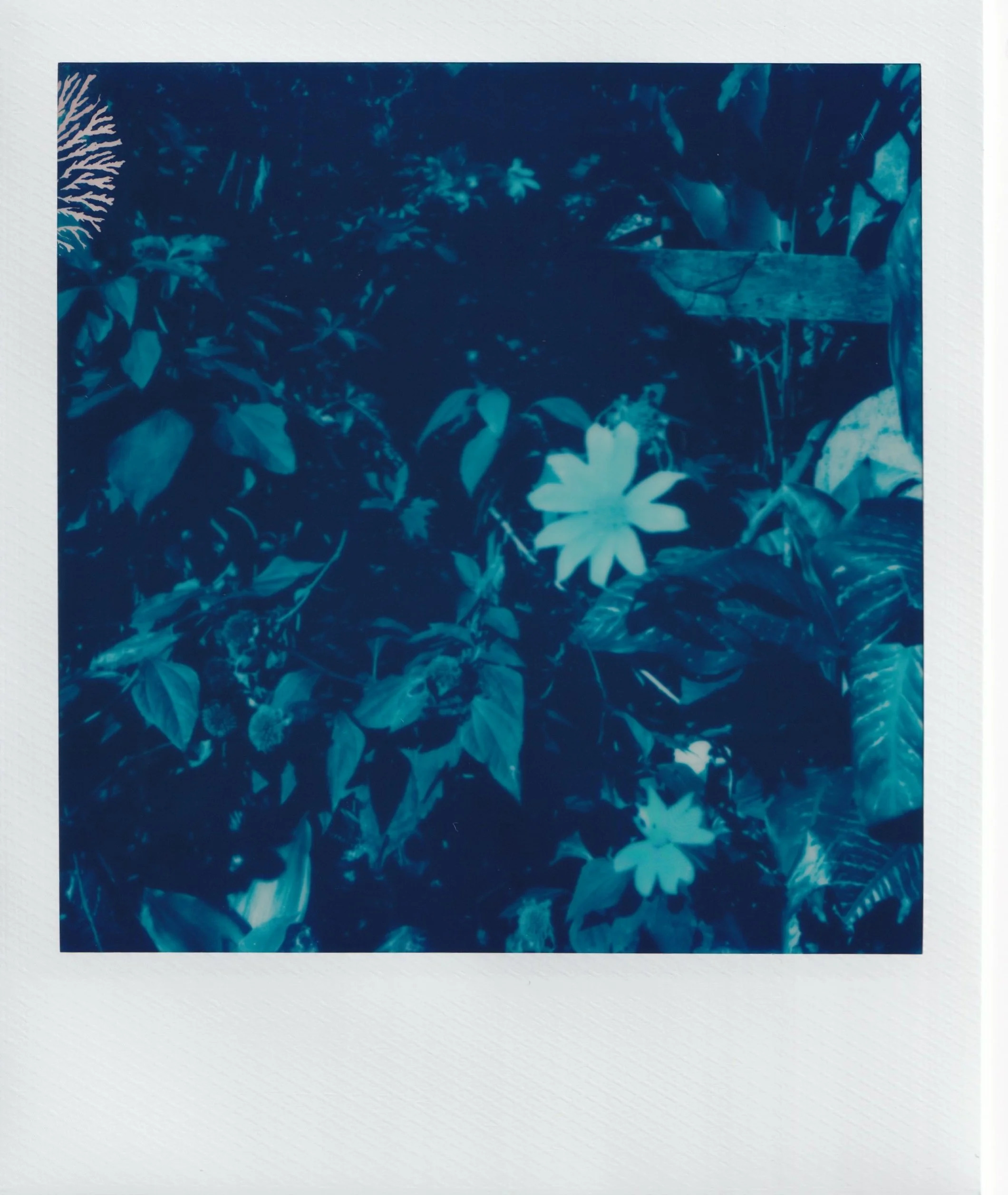  january 2025, expired blue 600 film  baguio city, philippines  