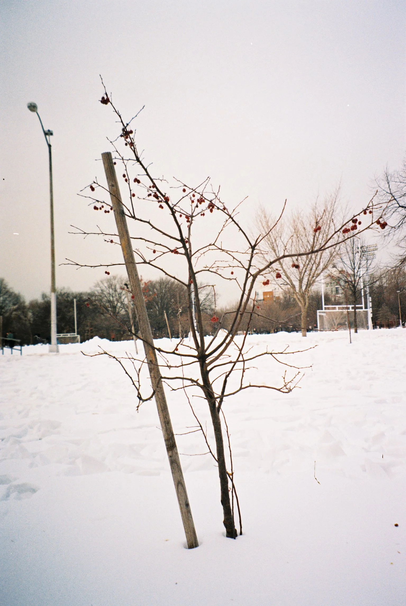  minolta sightseer zoom   february 2026 