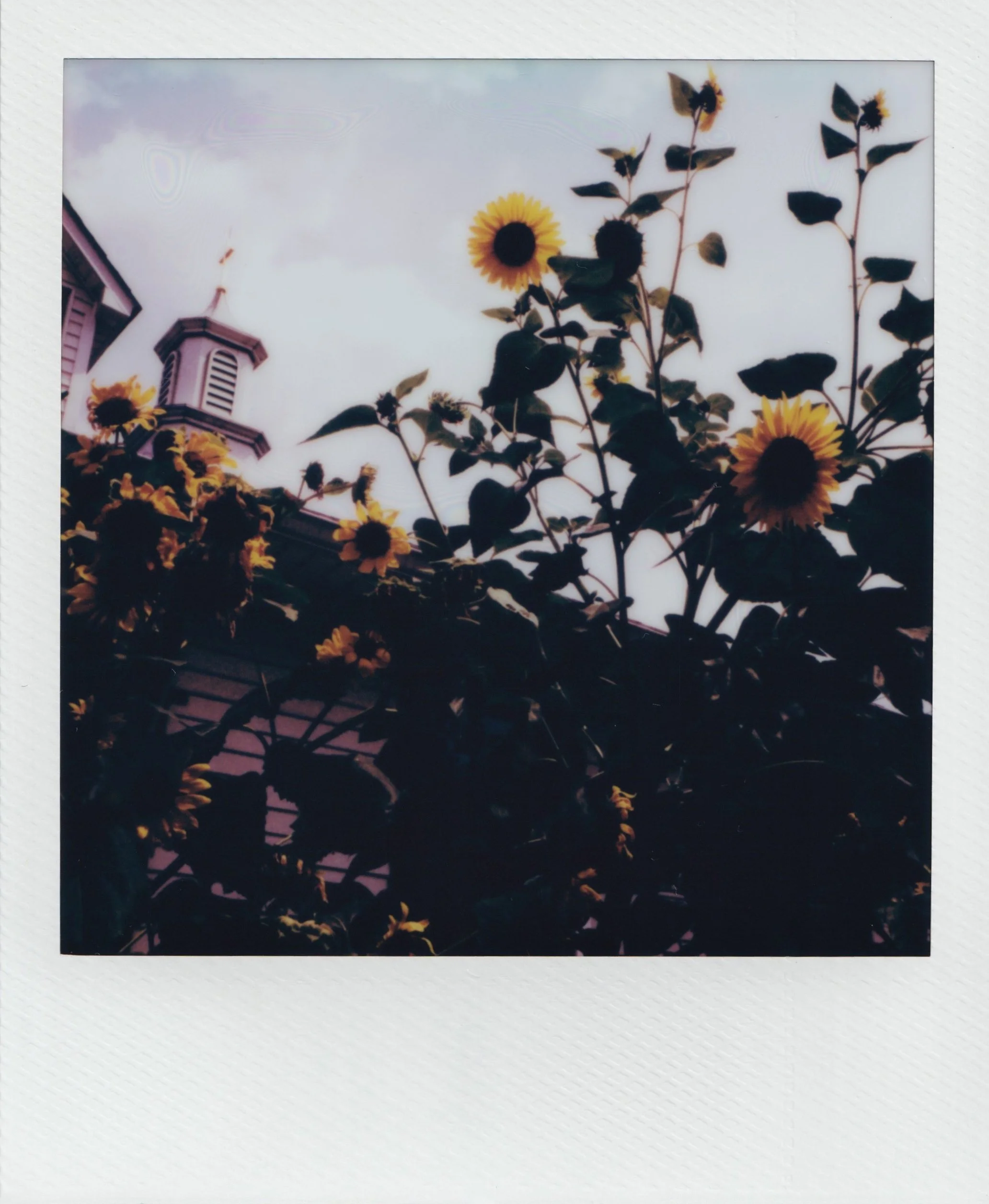  sunflowers outside the church, august 2026  Polaroid i-type film  