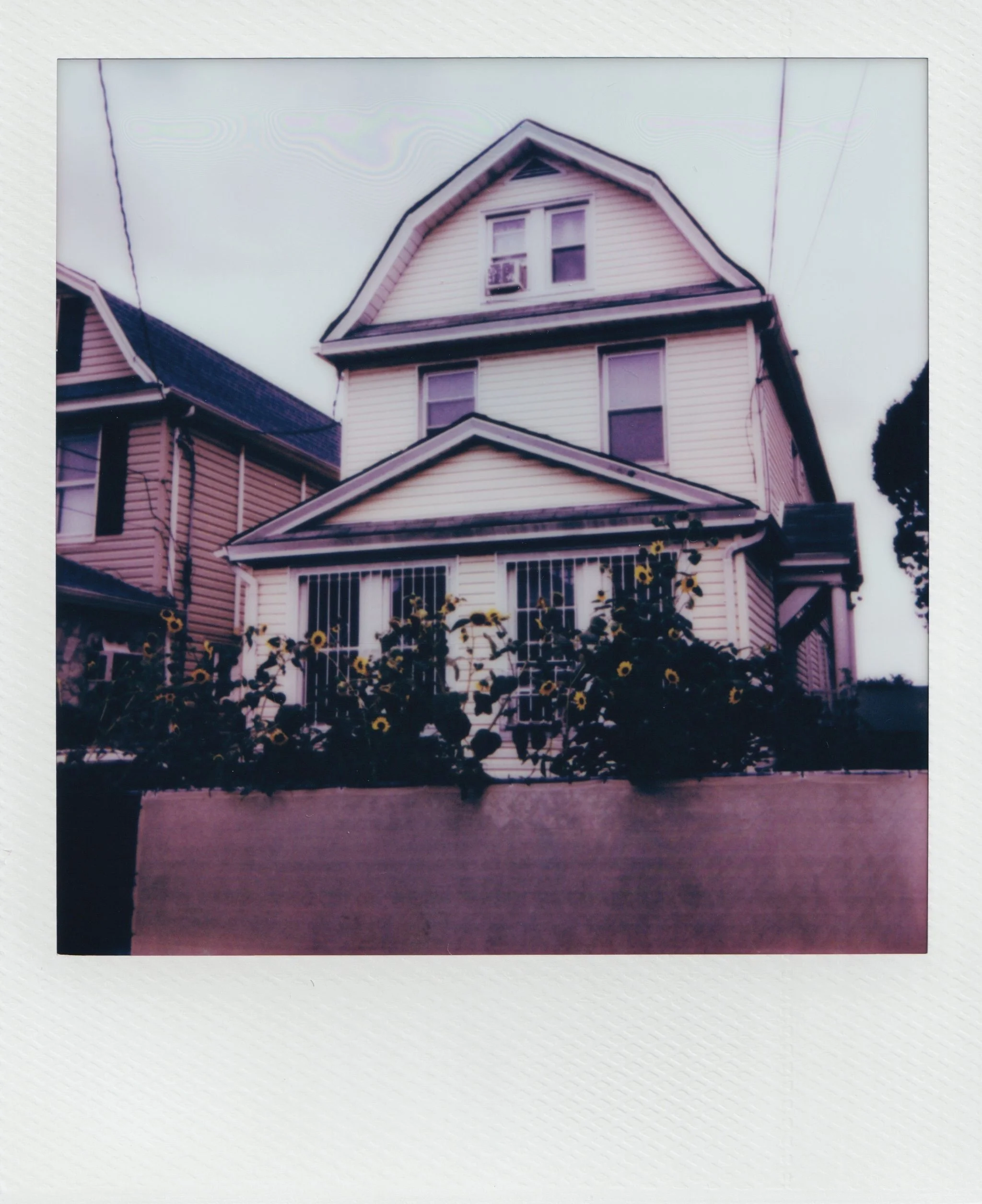  sunflowers in august, 2026   Polaroid i-type film  