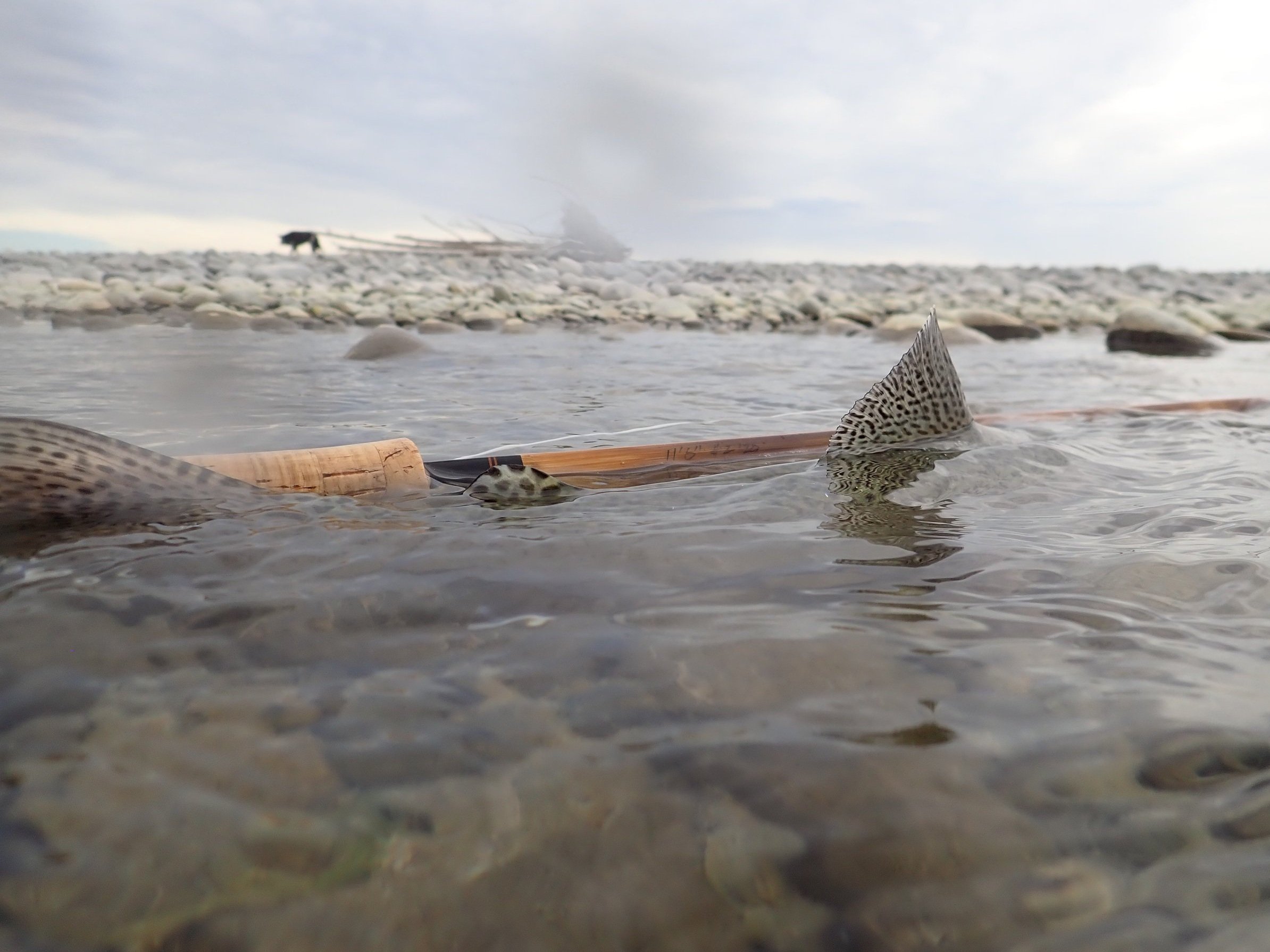 11'6" 420gr. spey integrated bamboo ferrule