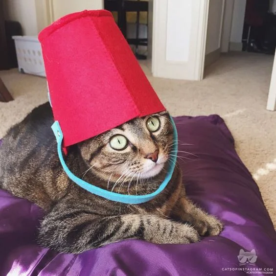 via @HMCAbinetCat.jpg