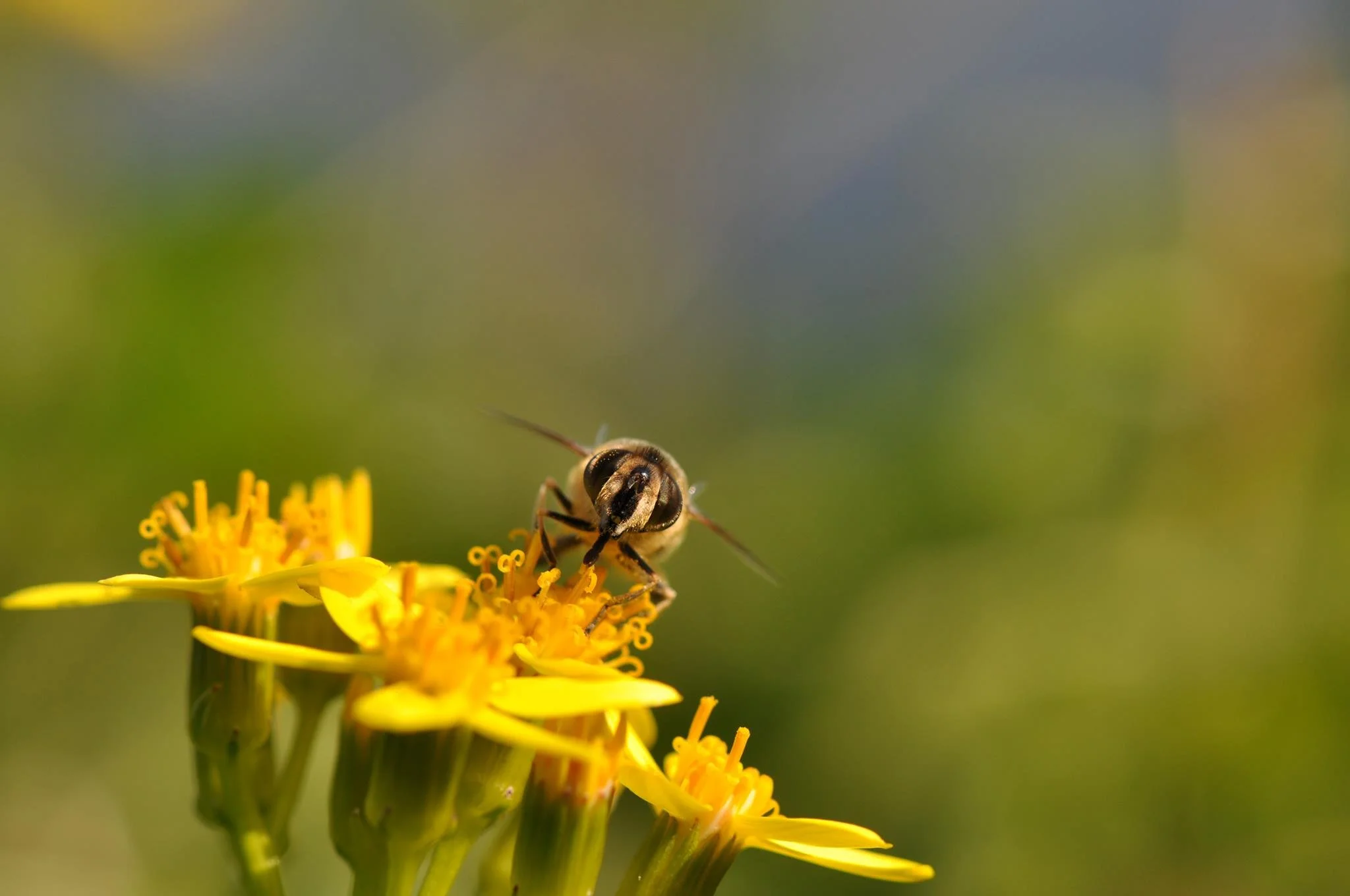abeille 3.jpg