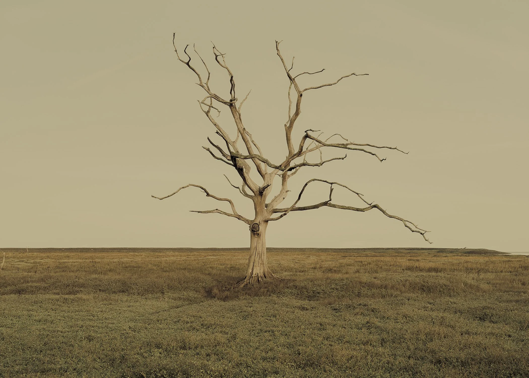  Porlock Marsh III, Porlock, England, 2025 