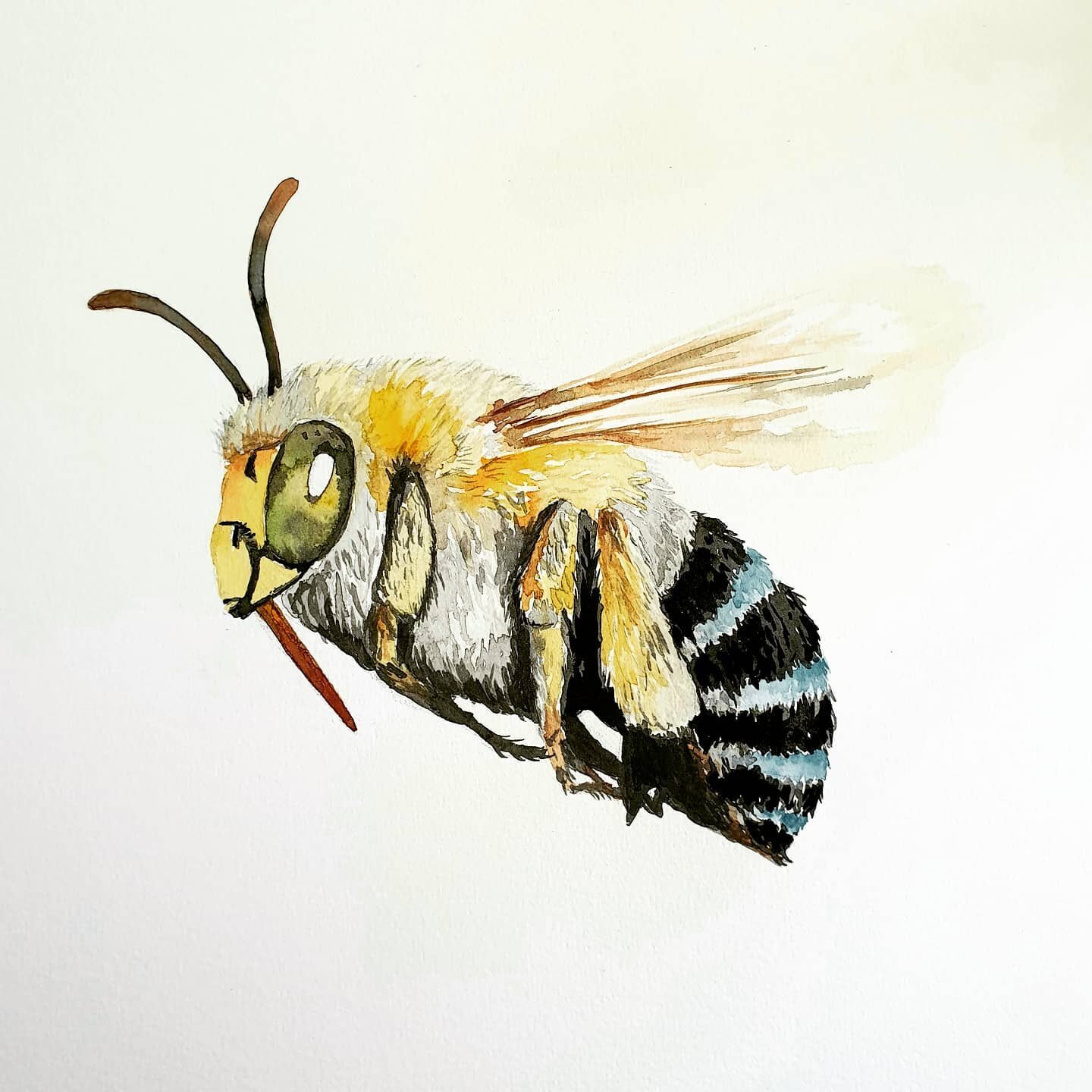 Abd lastly, a little watercolour depiction of a Blue Banded Bee. #tasteofrutherglen