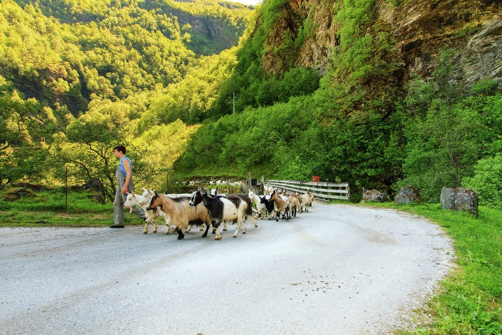 Sommer-i-Flam-fl16174_1024 Visit Flåm - Jonny Akselsen.jpg
