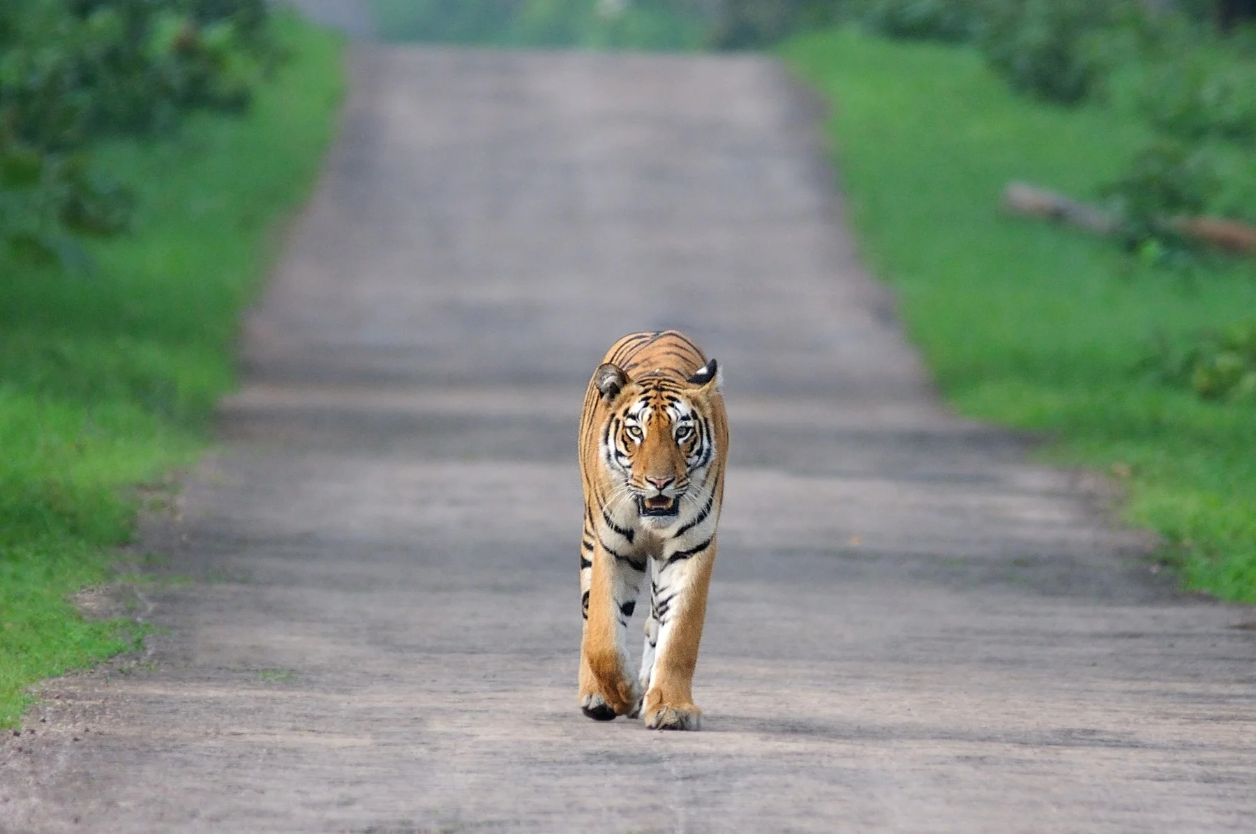 An Indian Tiger Photographed by © Yuwaraj Gurjar Photography