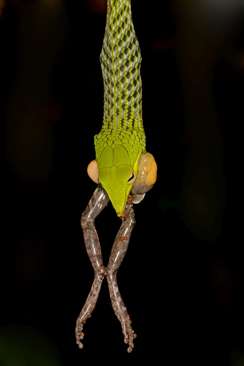 Macro shot of a Vine Snake gulping a Frog, © Yuwaraj Gurjar Photography Macro Photography is a versatile genre of wildlife photography where there are tonnes of species to photograph and new things to find.