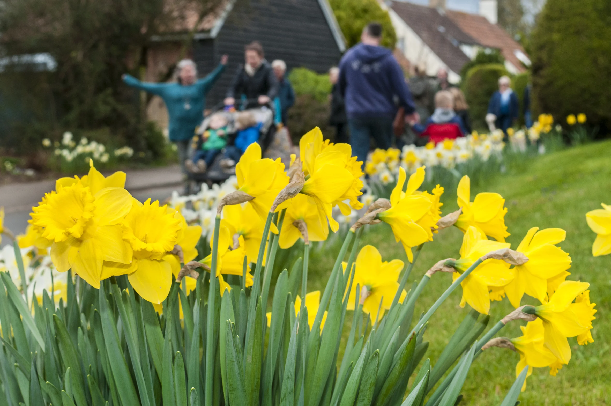 Daffodil Weekend-2 20cm.jpg