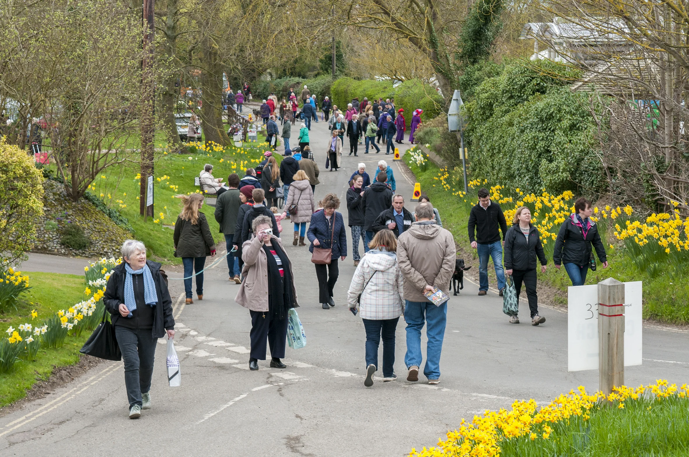 Daffodil Weekend-3 20cm.jpg