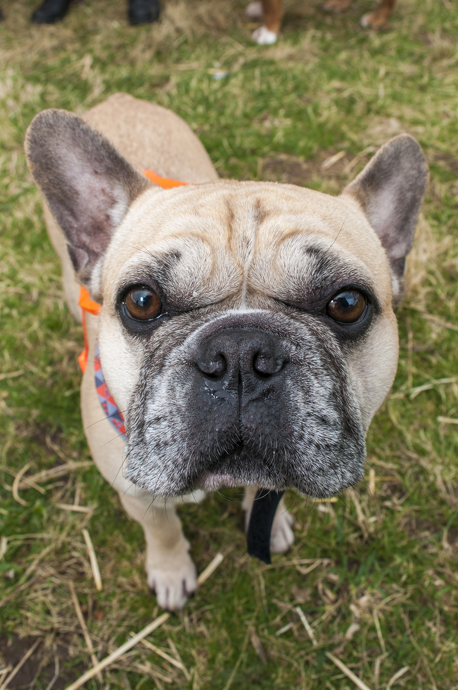 Country Thriplow fun dog show 1b 20cm.jpg