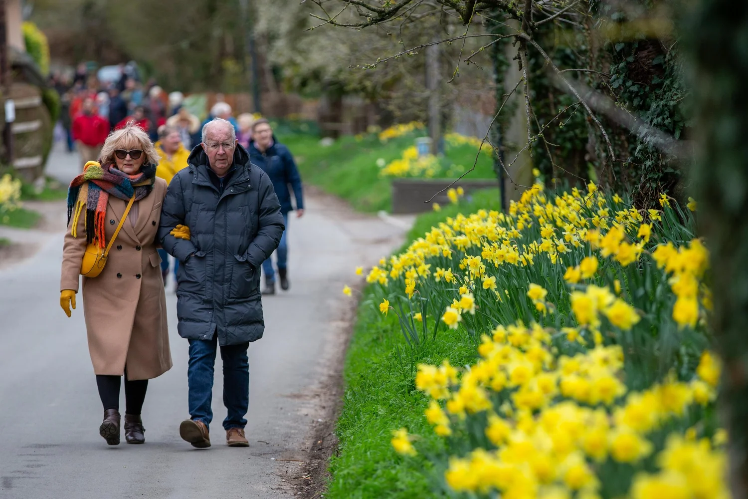 thriplow-daffodil-weekend