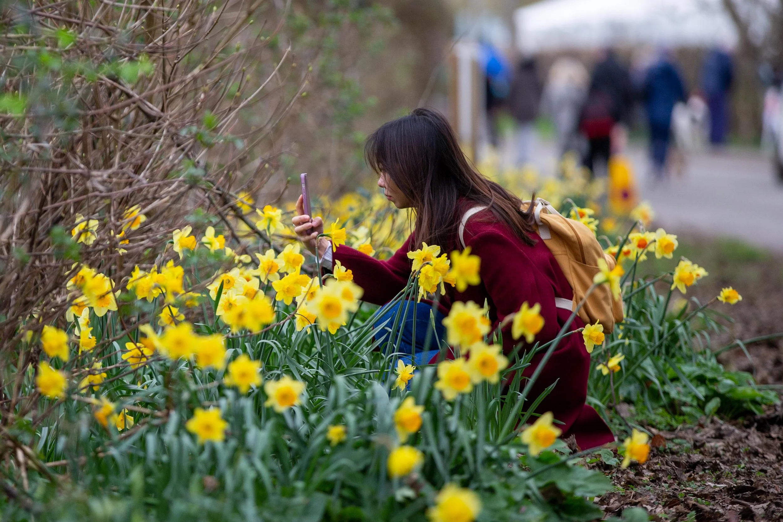 thriplow-daffodil-weekend