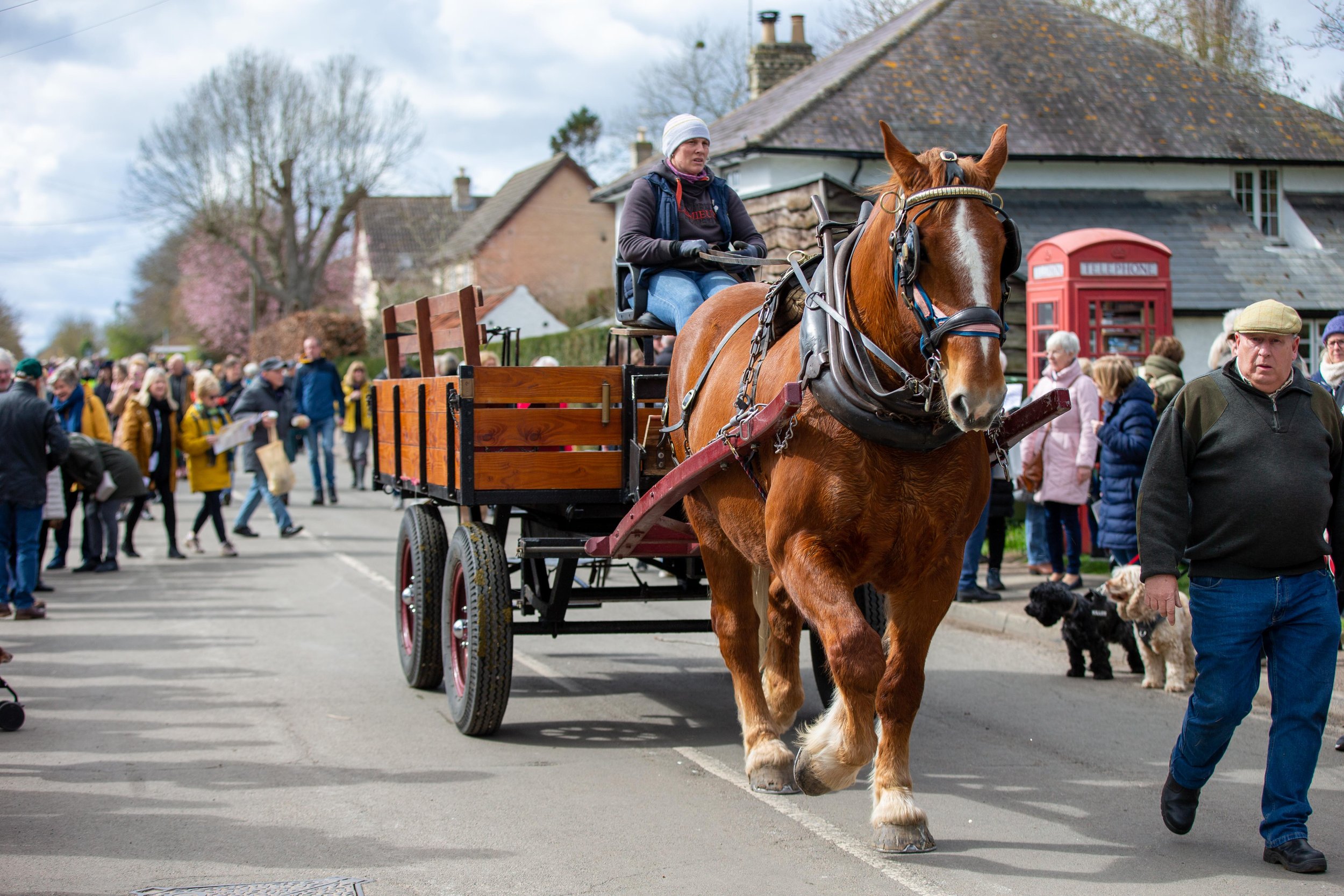 THS-Thriplow-Daffodil-Festival-2023-138.JPG