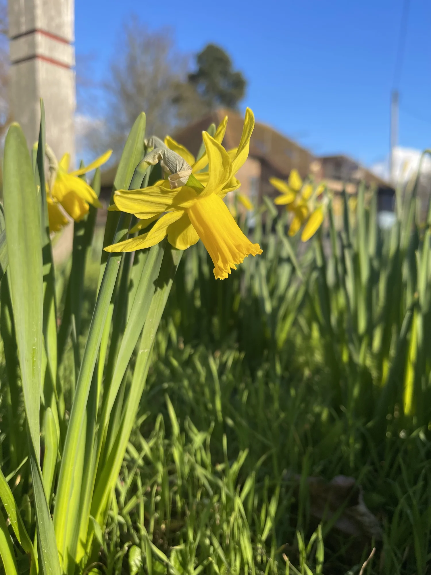 Daffodil Weekend 2023 — Thriplow Daffodil Weekend