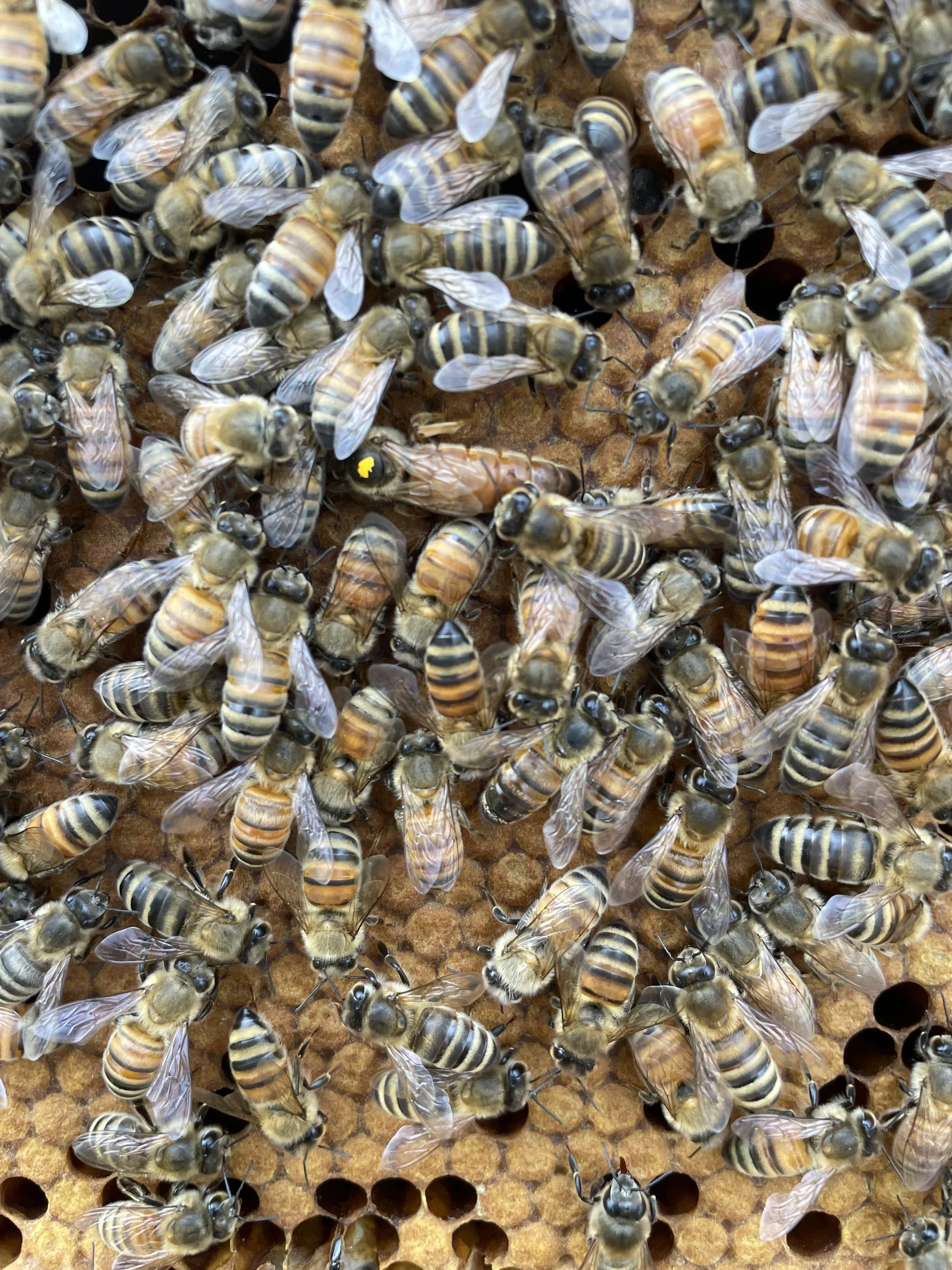  group of bees on brood comb. queen bee is at the center of the group. 