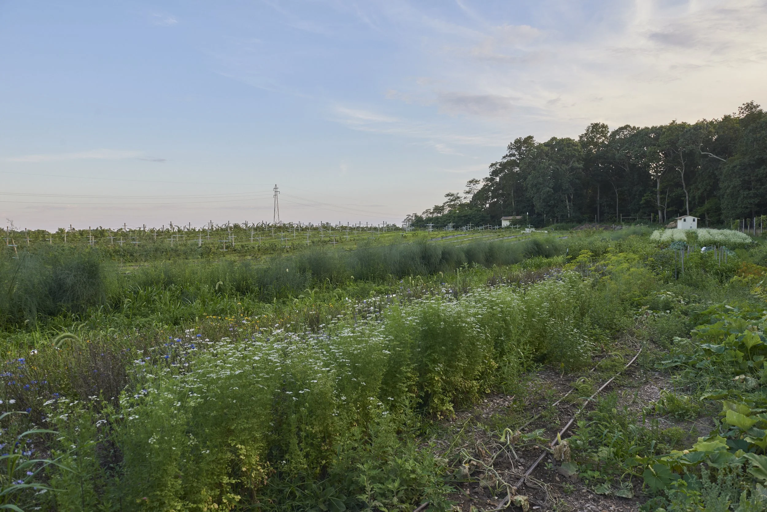 Treiber_Farm_28.jpg