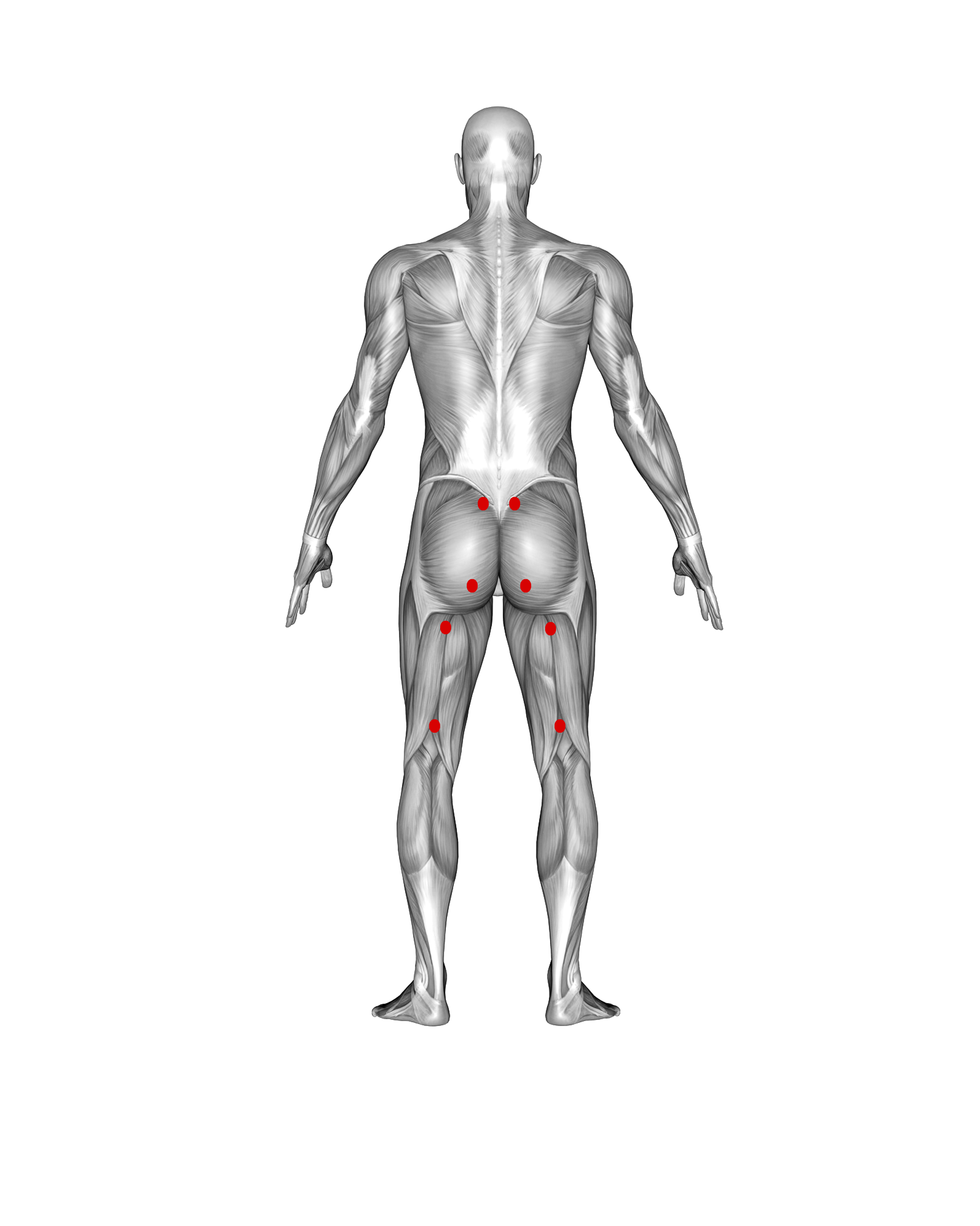 HAMSTRINGS