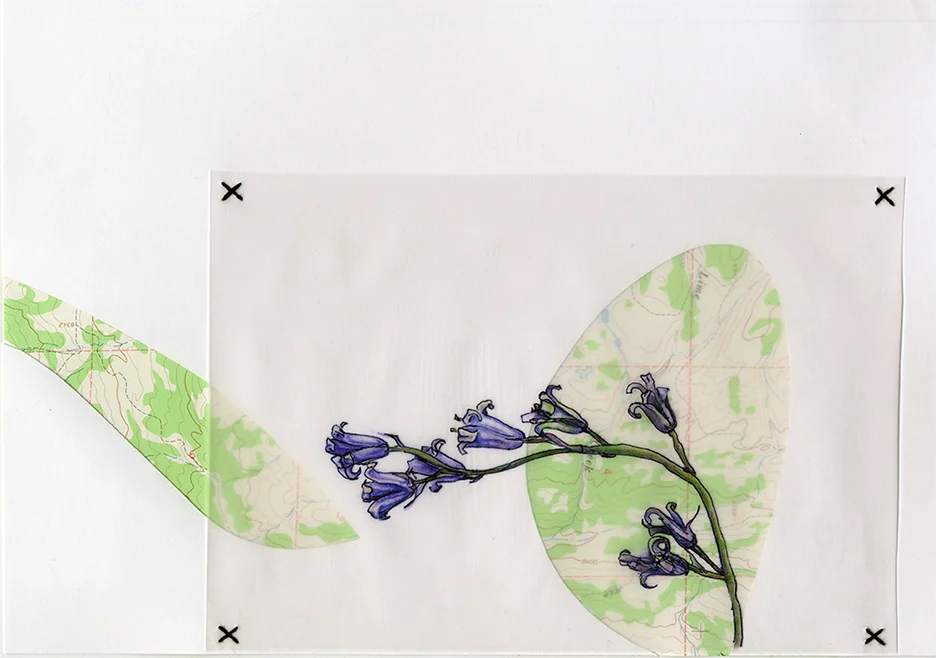 Specimen Series: Hyacinthoides non-scripta