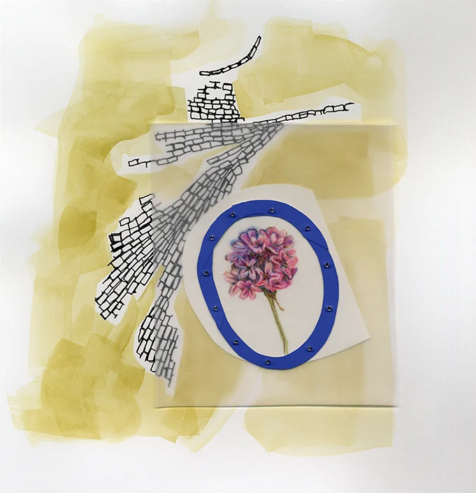 Specimen Series: Armeria maritime (pinks)