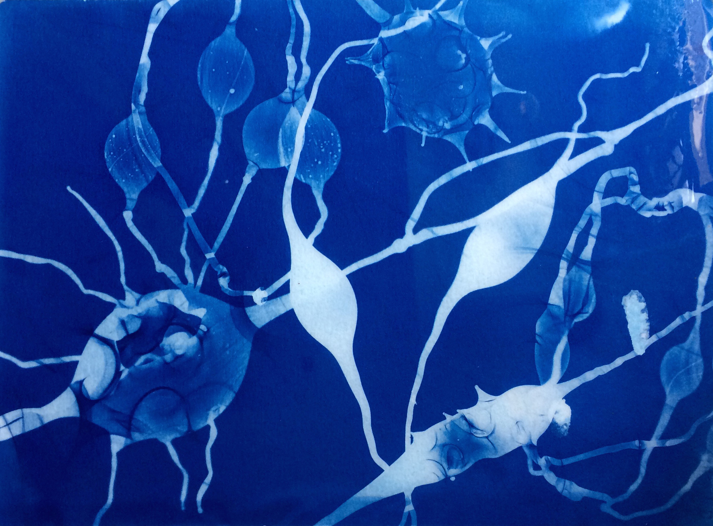 cyanotype1.jpg