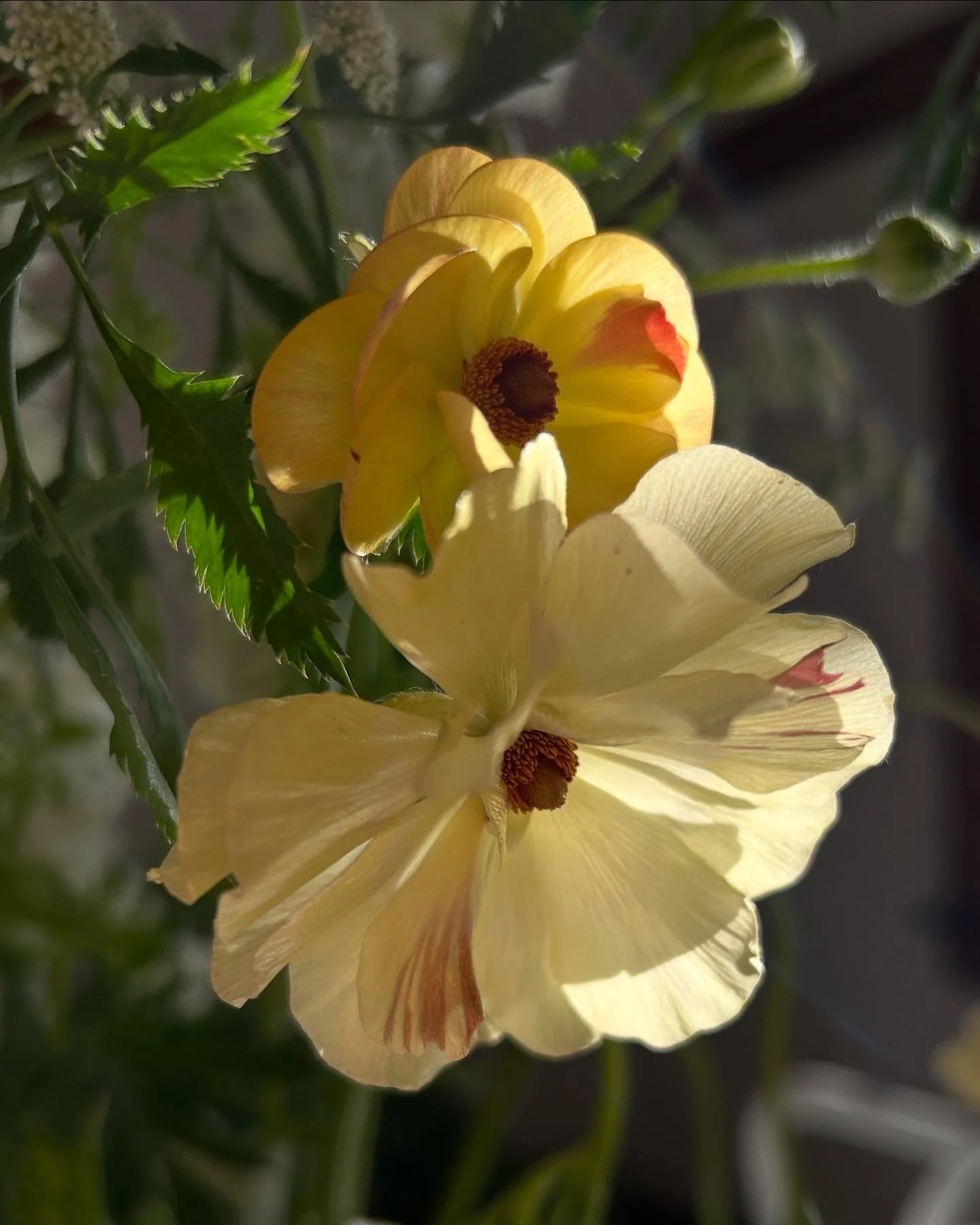 BEACON is a radiant blend of soft florals, spice and musk. A truly unique expression of exquisite floral and herbaceous extracts&ndash;the scent blooms with a warm light on the skin. 

Perfectly balanced for all genders. 

Limited edition. 

VIBE / l