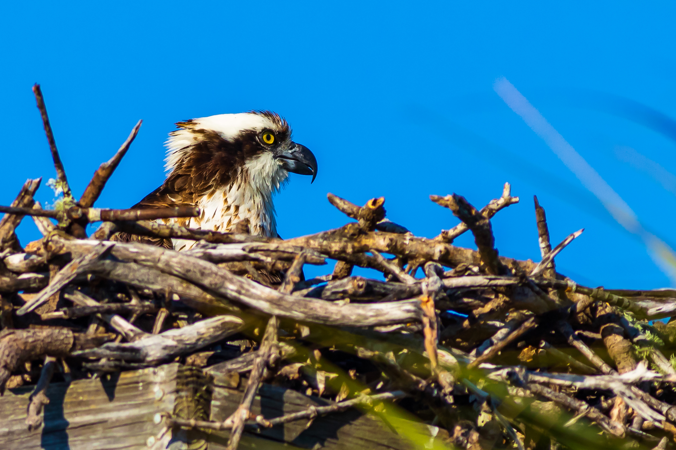 Osprey on the Nest