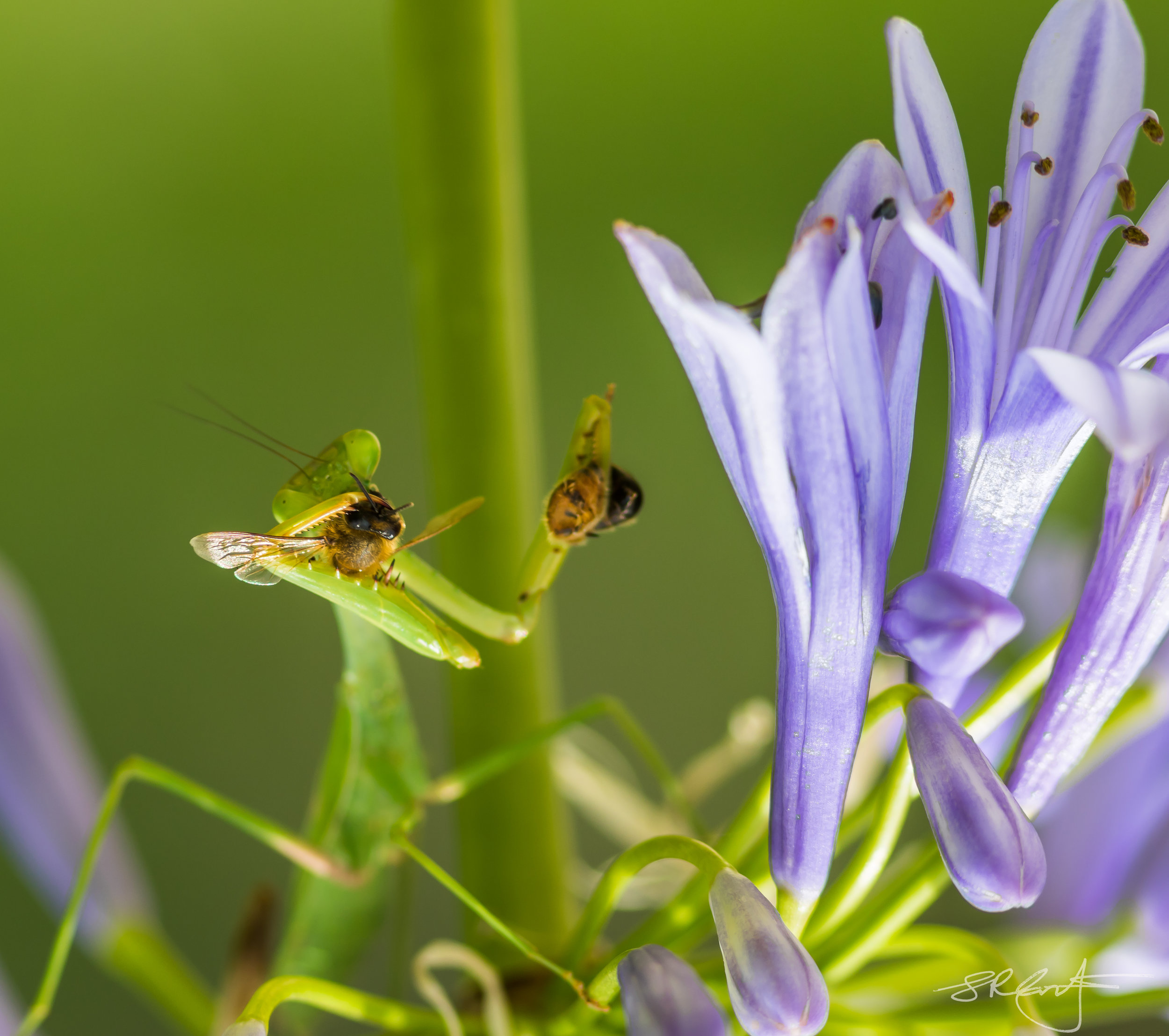 P Mantis takes a Bee apart