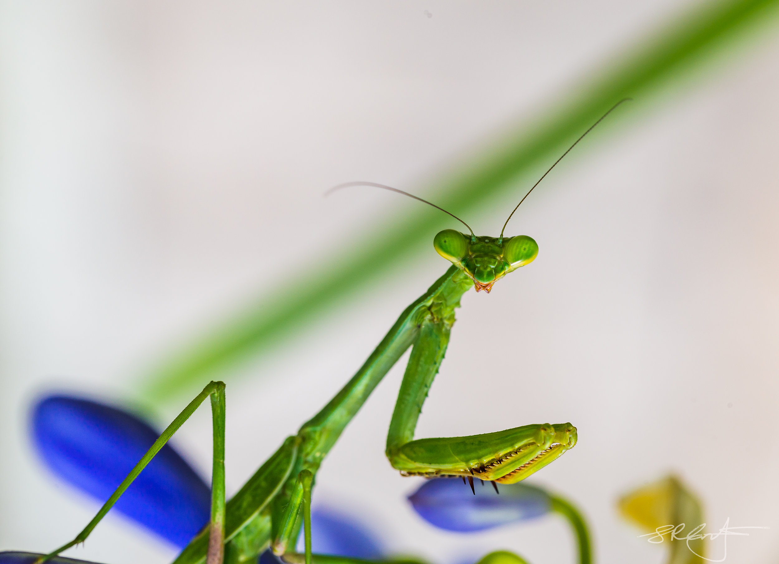 Praying Mantis.  Female.
