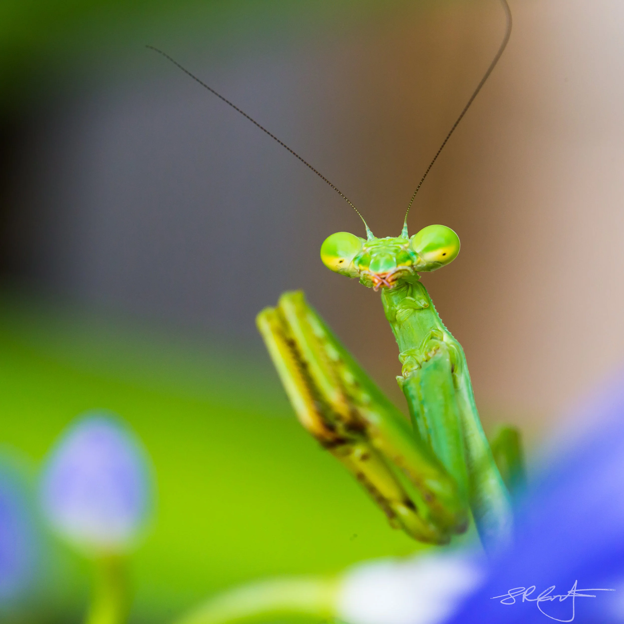 Praying Mantis.