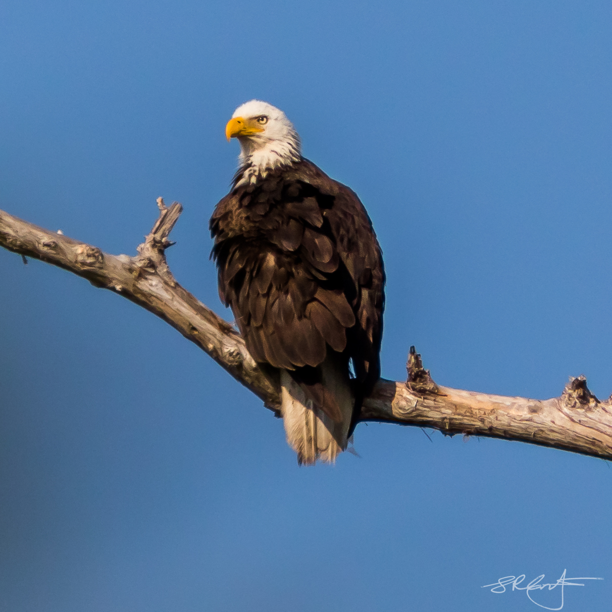 Bald Eagle, Big Cypress Swamp