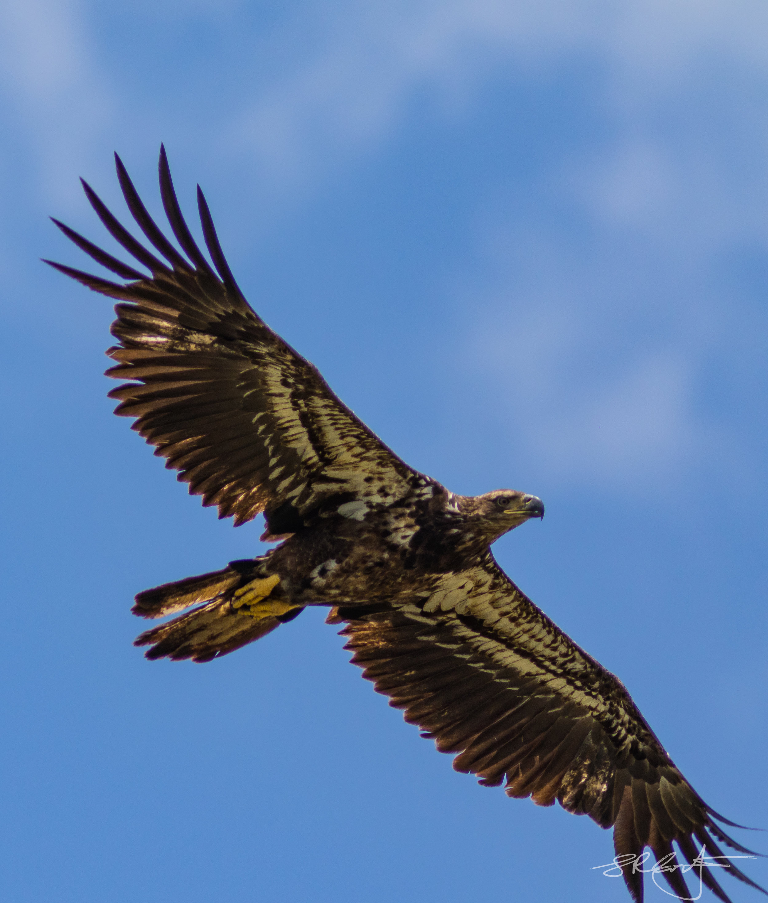 Juvenile Bald Eagle.  Verona Backyard