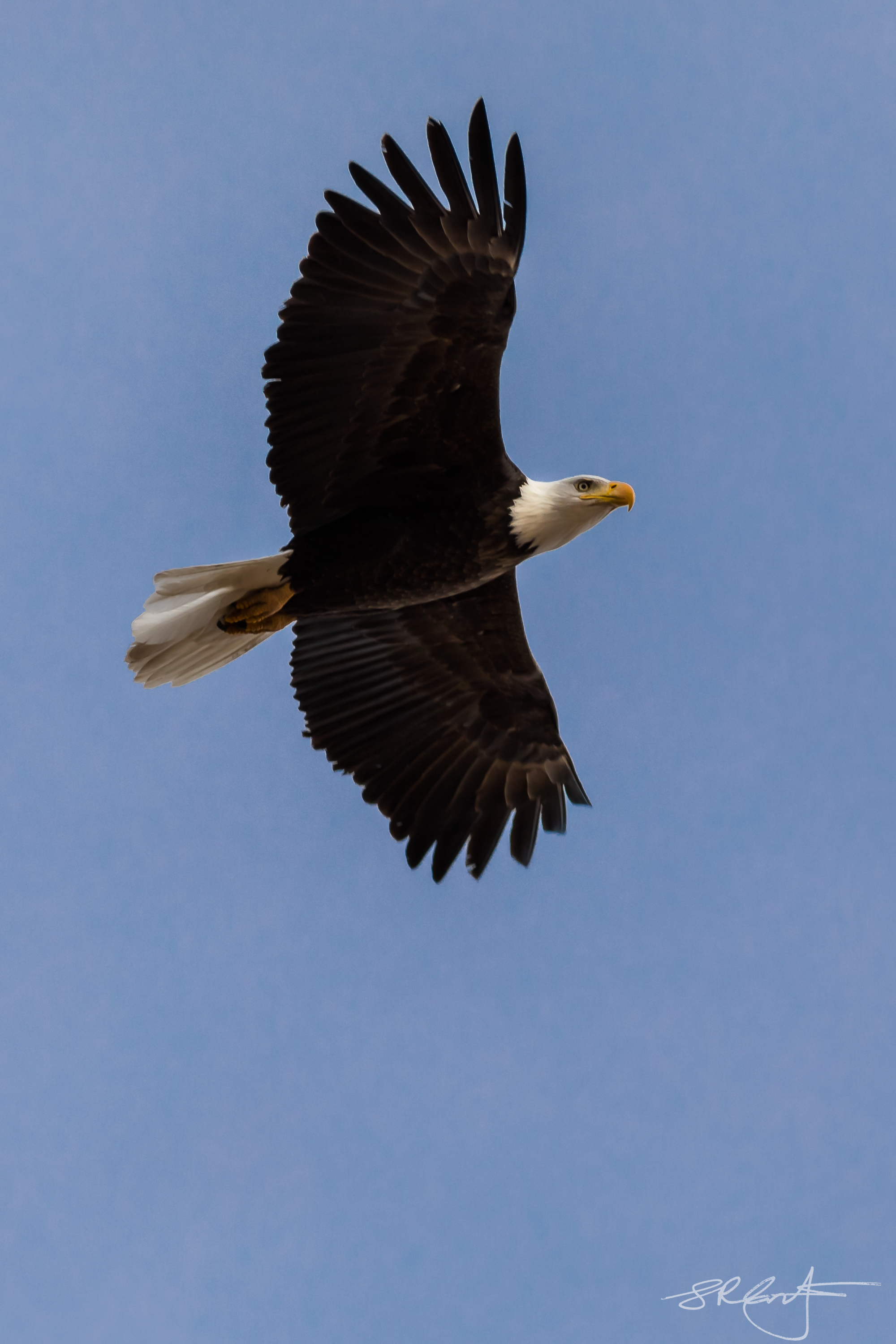 Bald Eagle, Bosque del Apache, NM