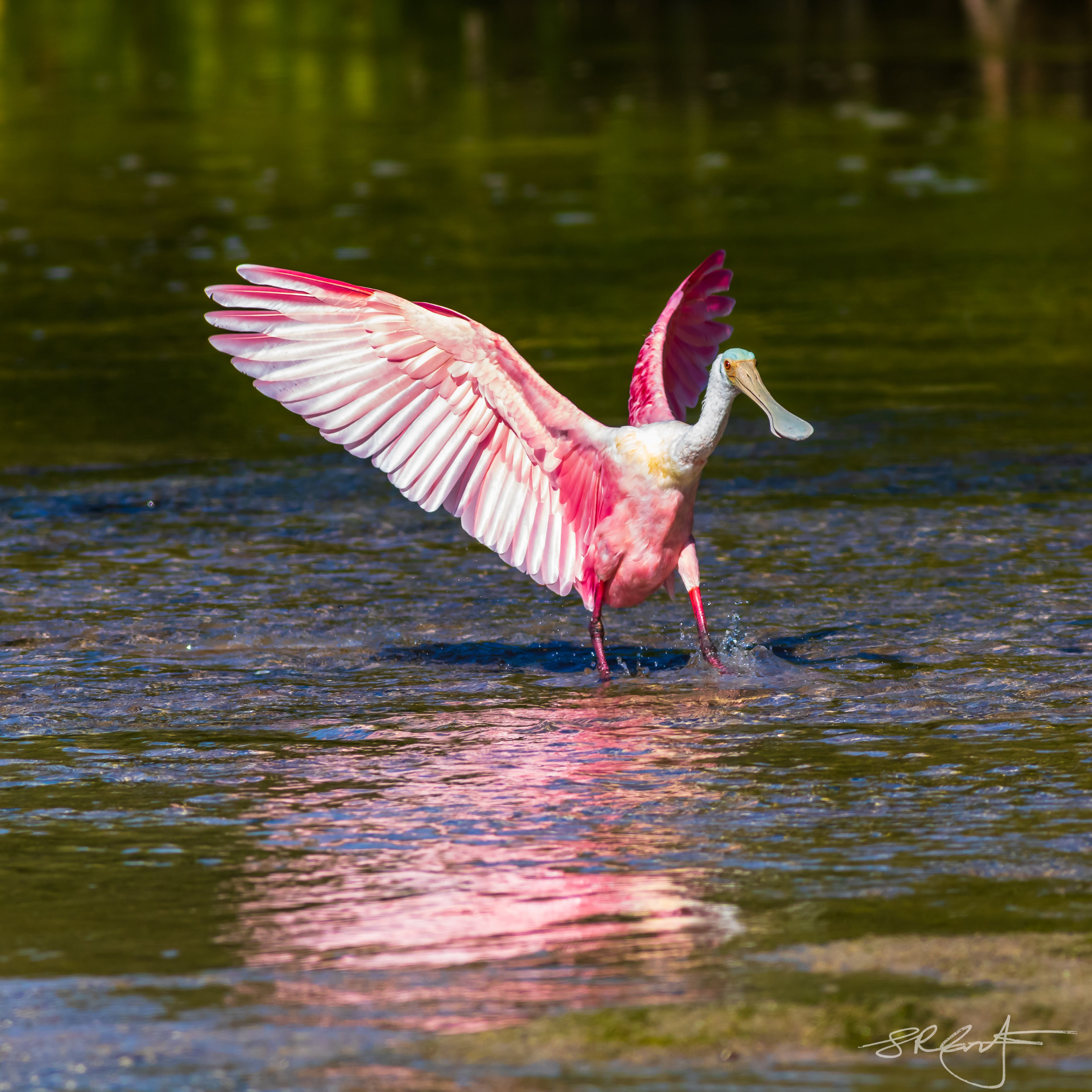 Roseate Spoonbill landing