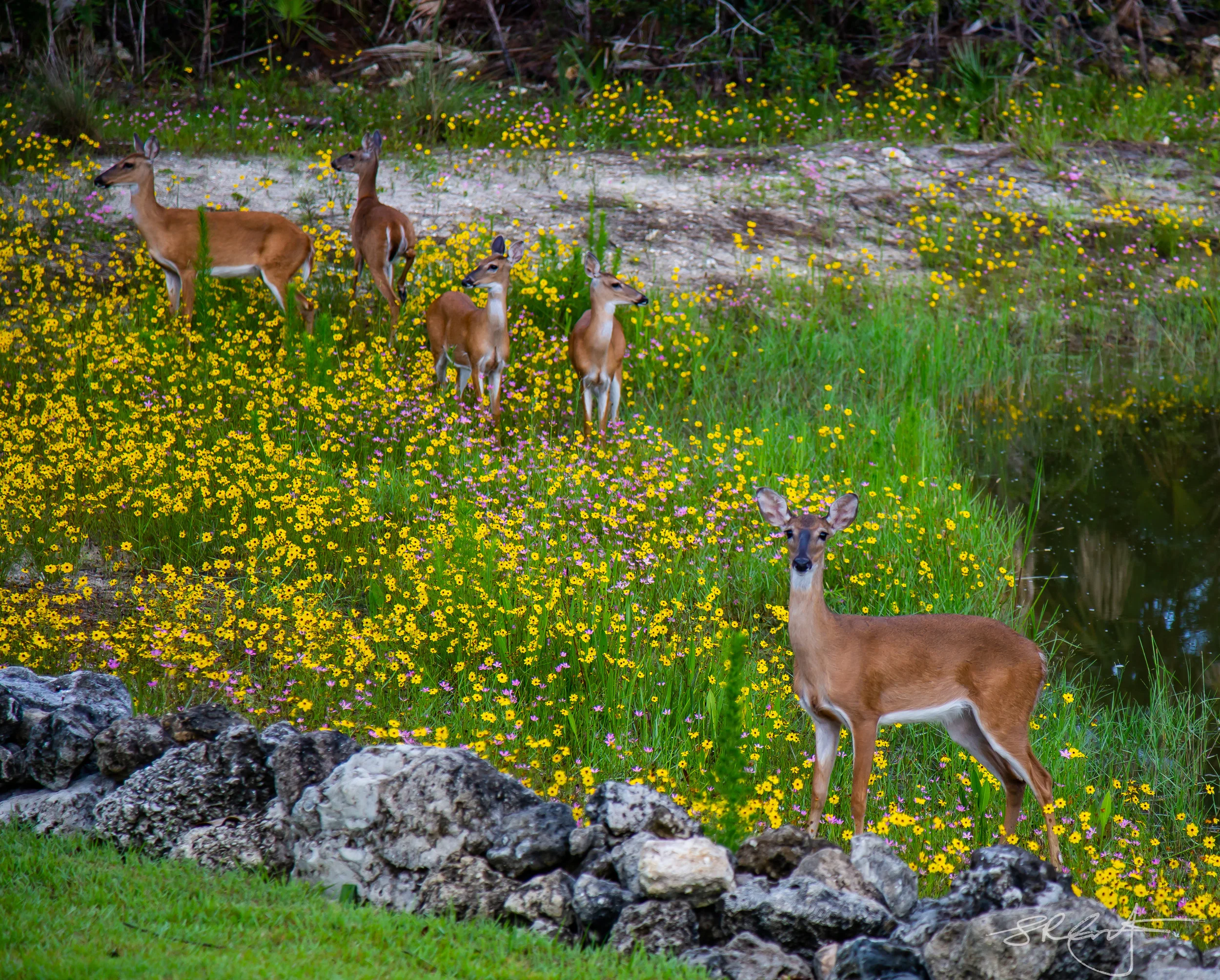 2018 06 08 Deer Me -3577.jpg