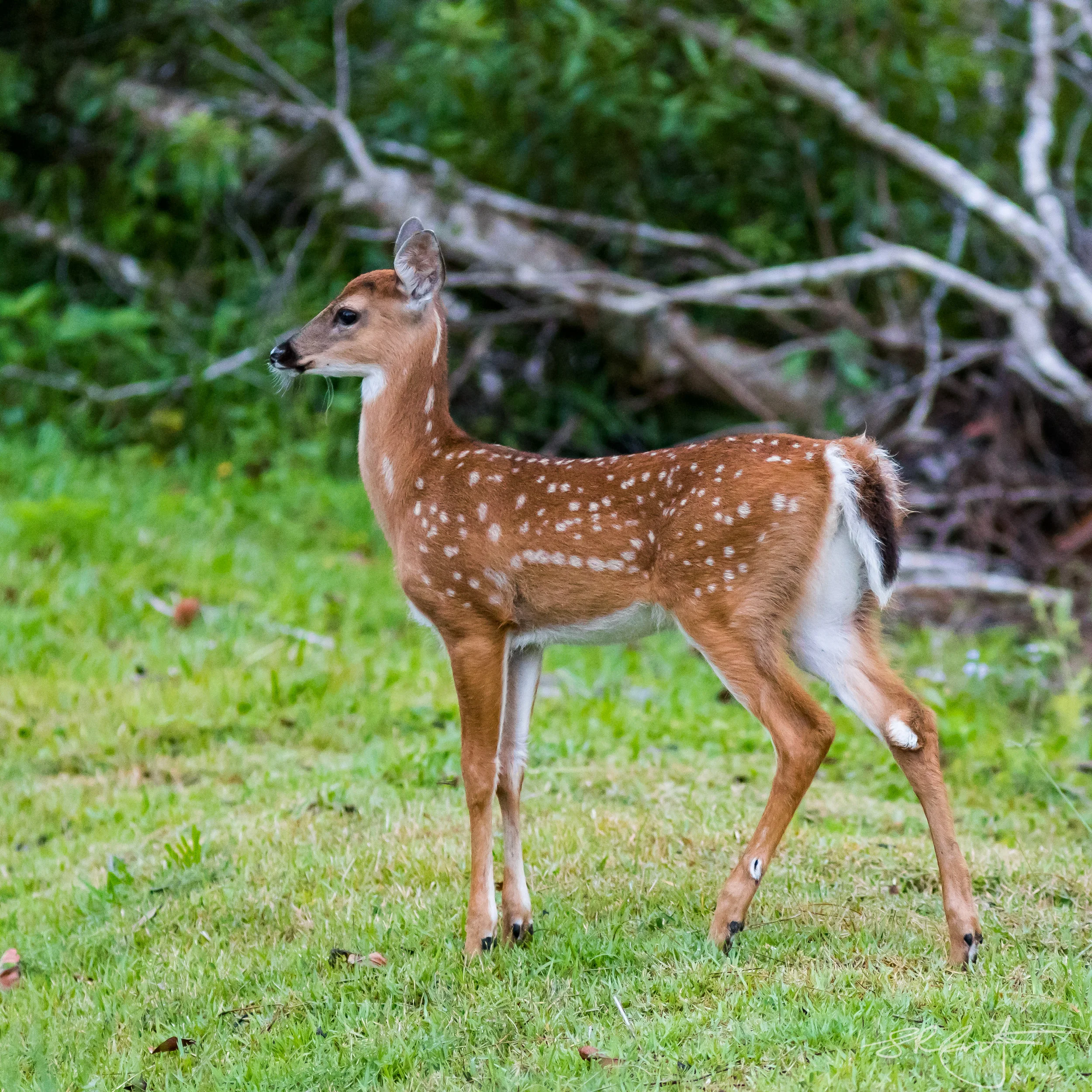 2018 04 11 Verona-11634.jpg